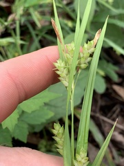 Carex flaccosperma