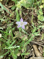 Claytonia caroliniana