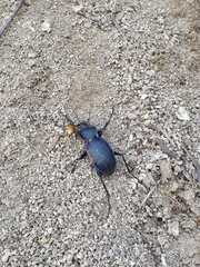 Carabus gyllenhalii
