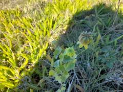 Abutilon sonneratianum