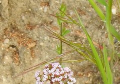 Festuca muralis