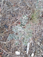 Podalyria sericea
