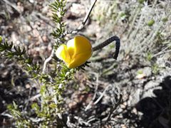 Aspalathus chortophila