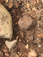 Pogonomyrmex barbatus