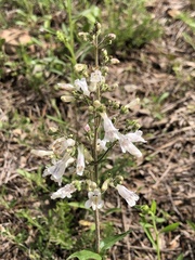 Penstemon pallidus