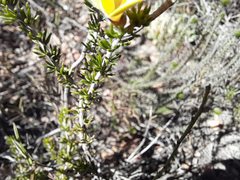 Aspalathus chortophila