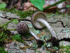 Cystoagaricus hirtosquamulosus