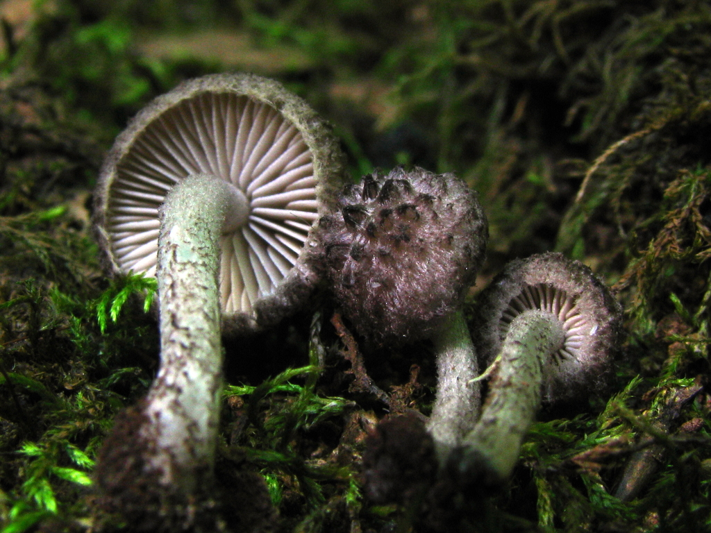 Cystoagaricus