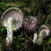 Cystoagaricus - Photo (c) shroomydan, some rights reserved (CC BY-NC)