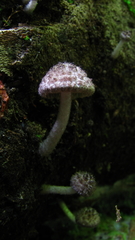 Cystoagaricus hirtosquamulosus