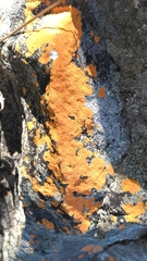 Caloplaca cinnabarina