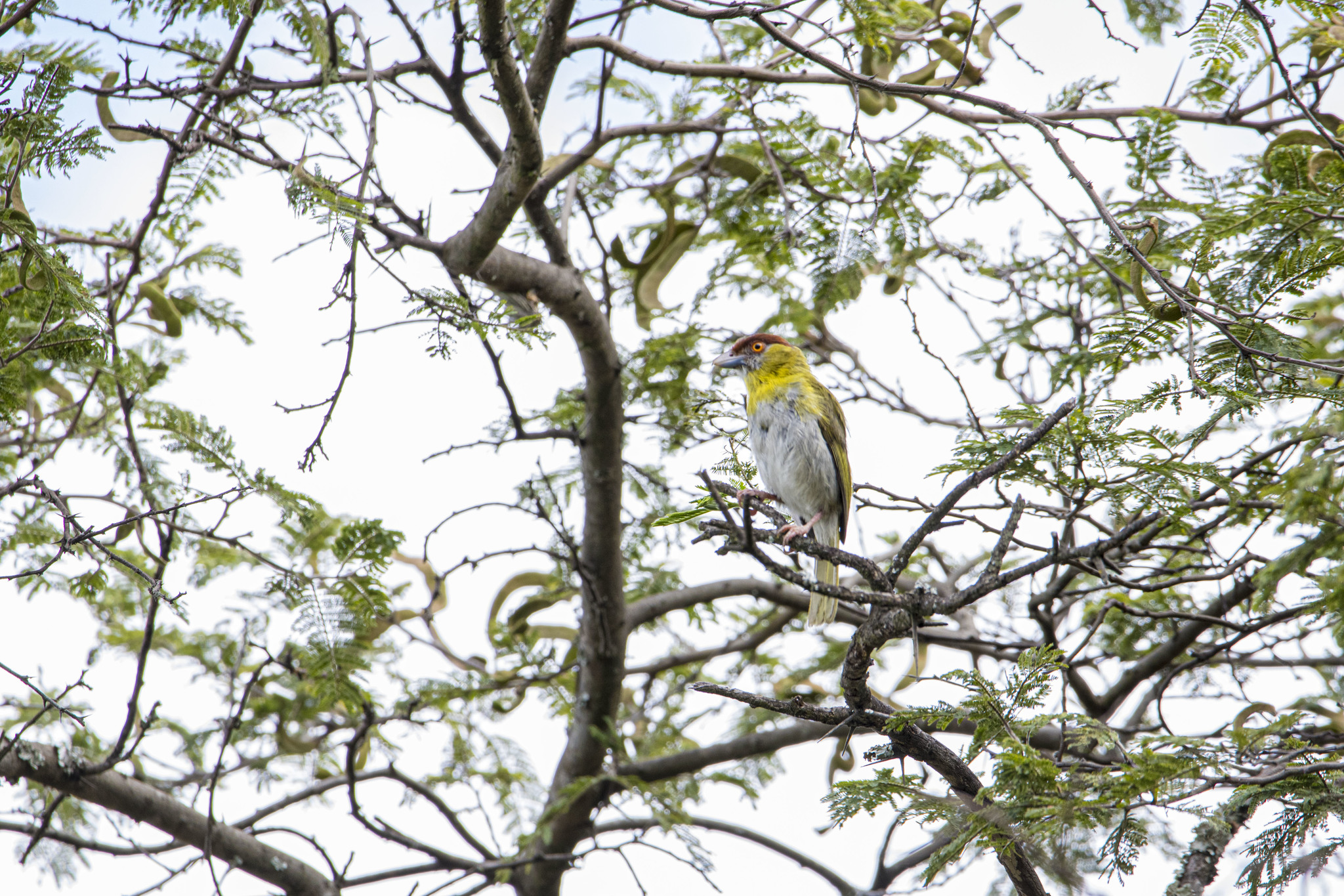 Cyclarhis gujanensis image