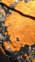 Caloplaca cinnabarina