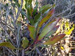 Protea foliosa