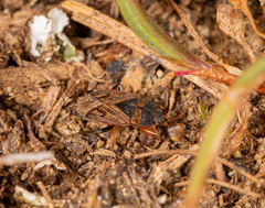 Trapezonotus arenarius