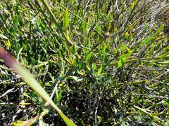 Osteospermum junceum