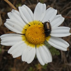 Chasmatopterus villosulus