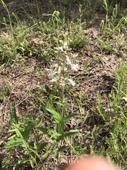 Penstemon pallidus