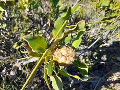 Protea foliosa