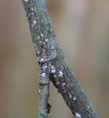 Pseudaulacaspis pentagona