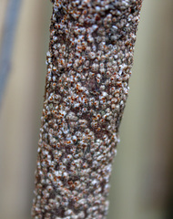 Pseudaulacaspis pentagona