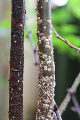 Pseudaulacaspis pentagona
