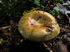 Russula granulata