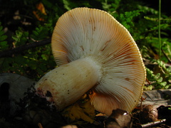 Russula granulata