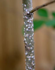 Pseudaulacaspis pentagona