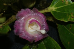 Blakea subconnata