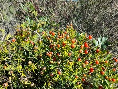 Viscum rotundifolium