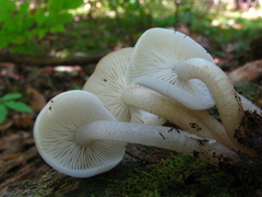 Clitocybula abundans