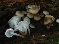 Clitocybula abundans