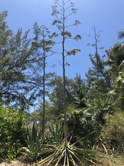 Agave sisalana