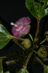 Blakea subconnata