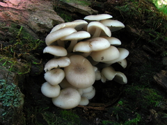 Clitocybula abundans