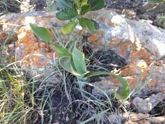 Cyrtanthus obliquus