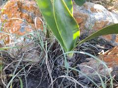 Cyrtanthus obliquus