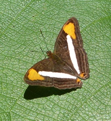 Adelpha epizygis