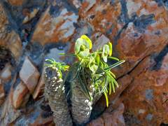 Euphorbia clava