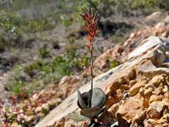 Adromischus inamoenus