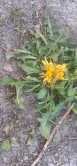 Taraxacum officinale