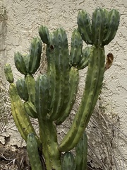 Myrtillocactus