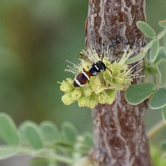 Leptochilus