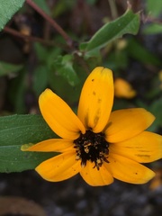 Zinniinae