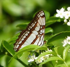 Adelpha zea