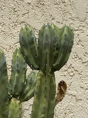Myrtillocactus