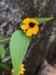 Zinniinae