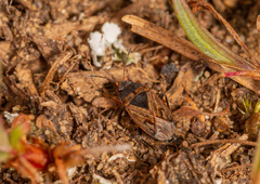 Trapezonotus arenarius