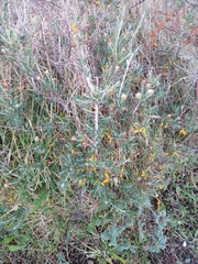 Chiliotrichum diffusum